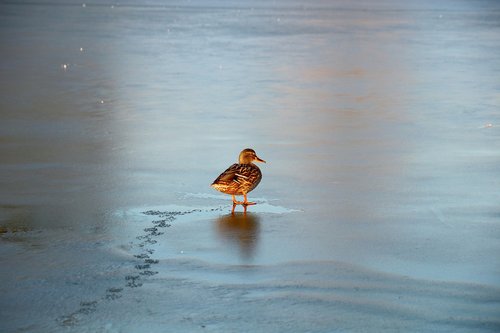 duck  bird  ice