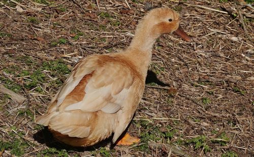 duck brown bird