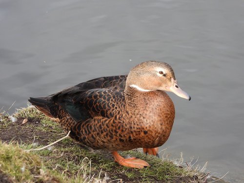 duck  crossword  plumage