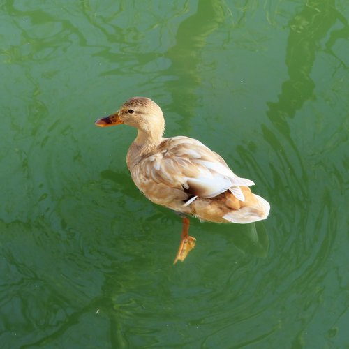 duck  female  river