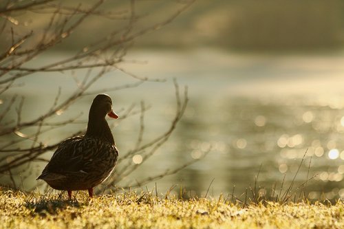 duck  bird  water