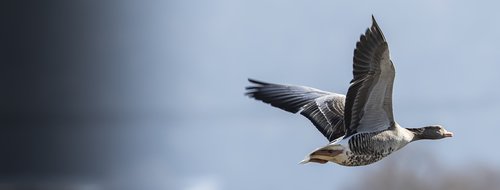 duck  canard  waterfowl