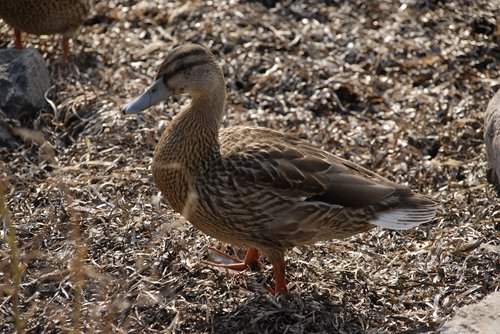 duck  bird  animal