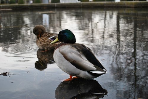 duck  mallard  drake