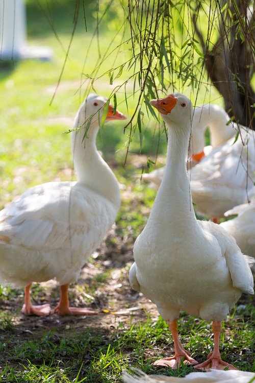 duck  swan  animal