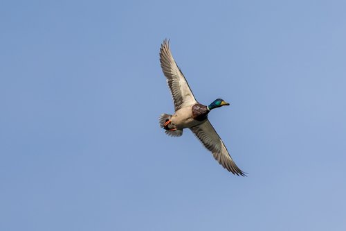 duck  flight  bird