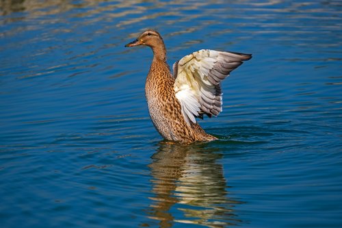 duck  animal  water