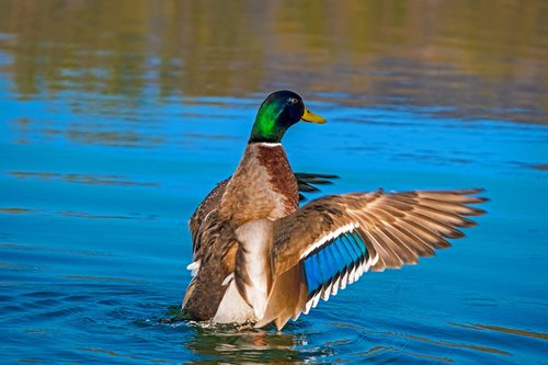 duck  animal  water