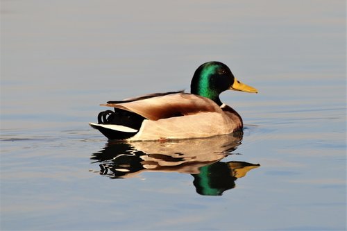 duck  animal  swimming