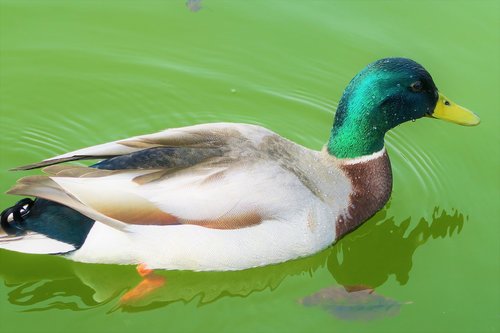 duck  bird  water