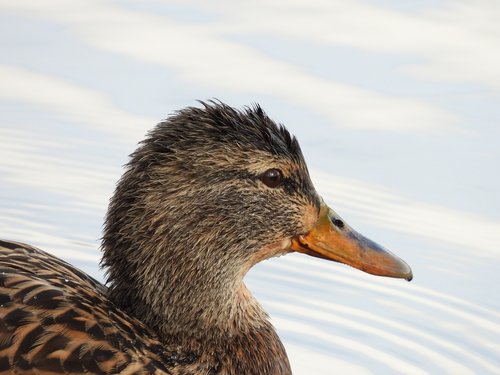 duck  nature  beak