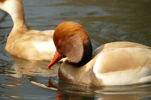 duck  red crested pochard  male