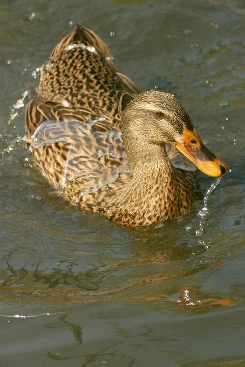 duck  mallard  waterfowl