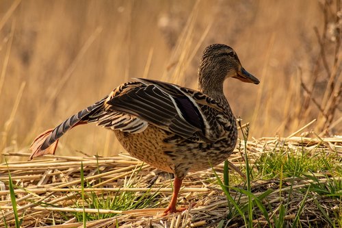 duck  bird  nature