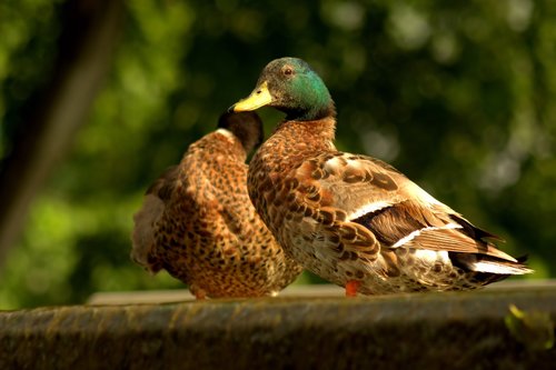 duck  mallard  animal