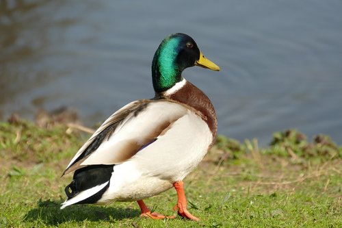 duck  mallard  drake