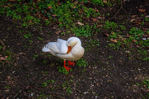 duck  white  nature