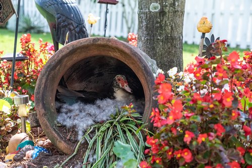 duck  farm  hatching eggs