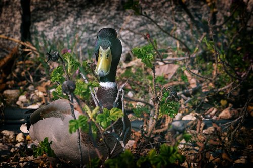 duck  mallard  water bird