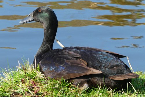 duck  feathers  bird