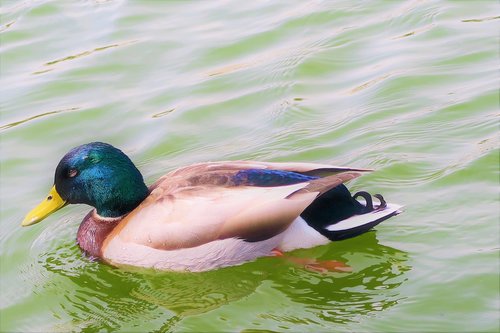 duck  animal  water