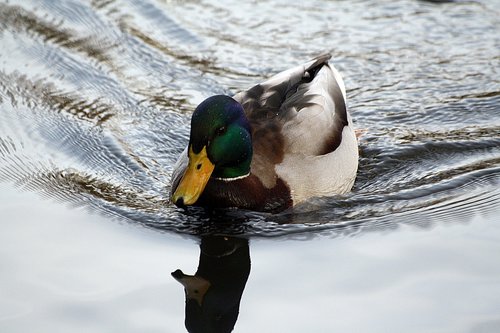duck  mirroring  eilbek