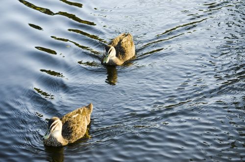 duck pond swimming