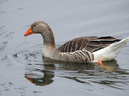 duck  water bird  bird