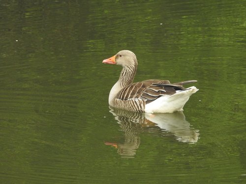 duck  water bird  wild bird