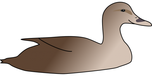 duck bird waterfowl