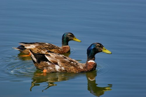 duck  mallard  animals