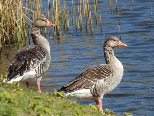 duck  water bird  plumage