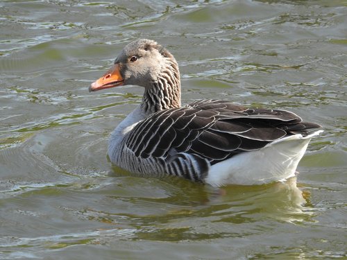 duck  water bird  plumage