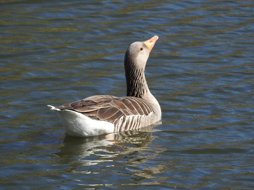 duck  water bird  plumage