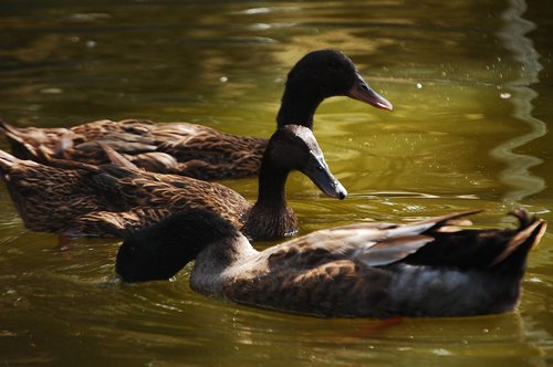 duck  animals  plumage