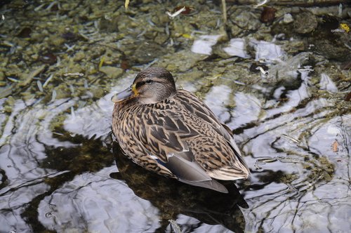 duck  nature  animal