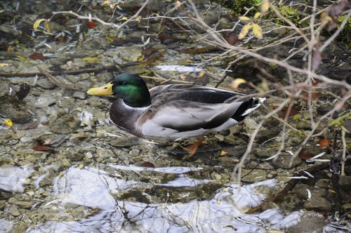 duck  nature  drake