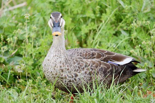 duck  bird  front face