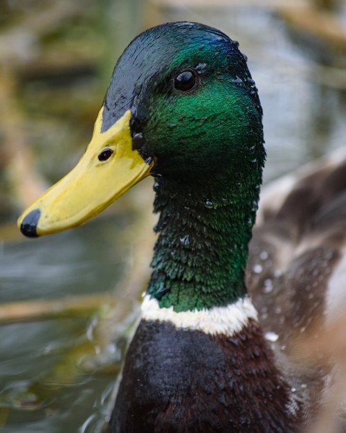 duck  feather  animal