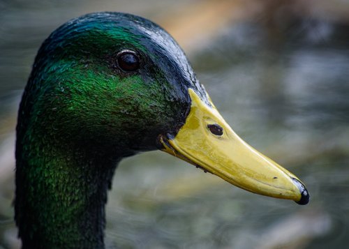 duck  green  nature