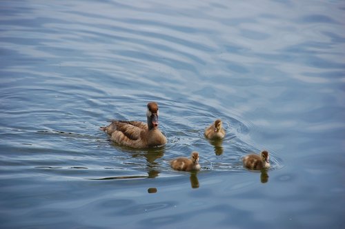 duck  ducklings  chicks