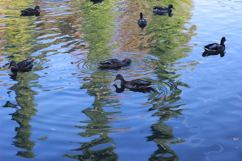 duck  pond  park