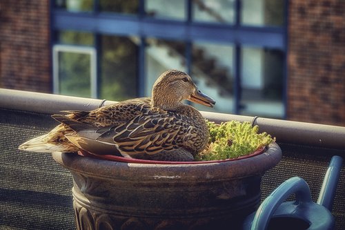 duck  balcony  flowerpot