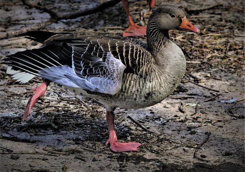 duck  bird  nature