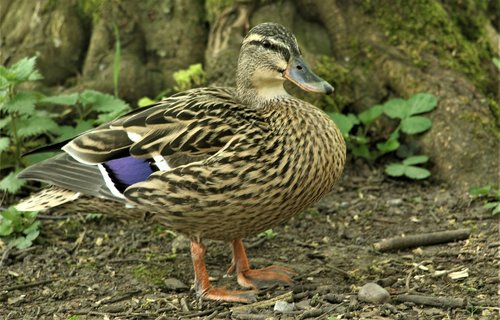 duck  bird  nature