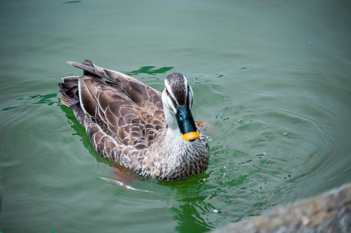 duck  animal  plumage