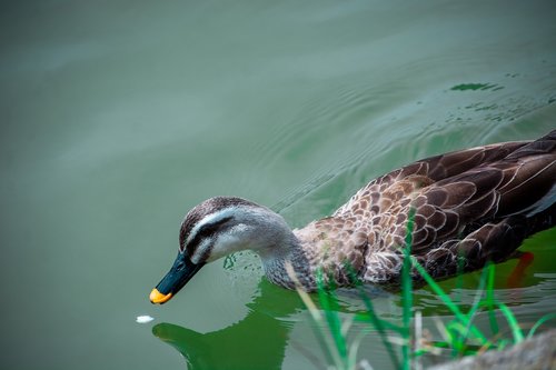 duck  animal  plumage