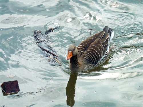 duck  water bird  nature