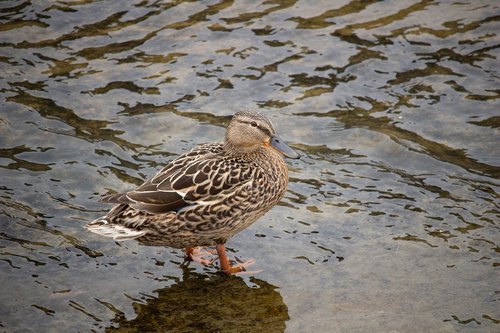 duck  river  bird