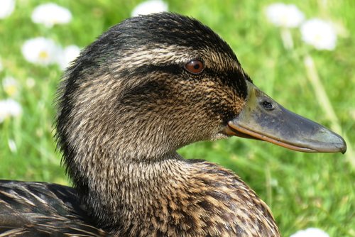 duck  head  beak